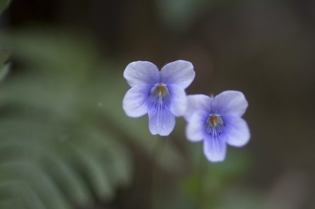 タチツボスミレ(4月6日の誕生花)