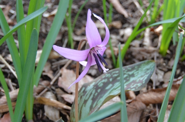 カタクリ(4月7日の誕生花)