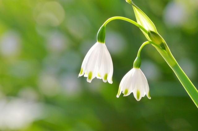 スズラン(5月1日の誕生花)