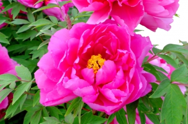 ボタン(5月10日の誕生花)