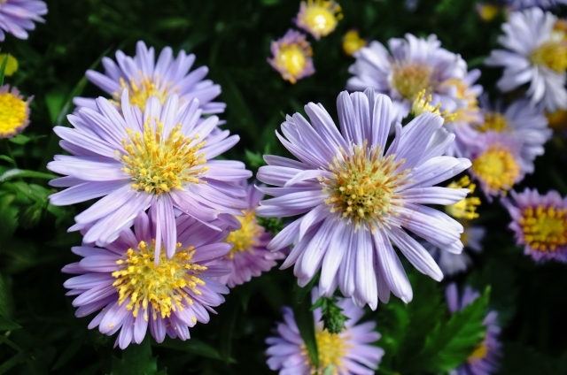 アスター(5月11日の誕生花)