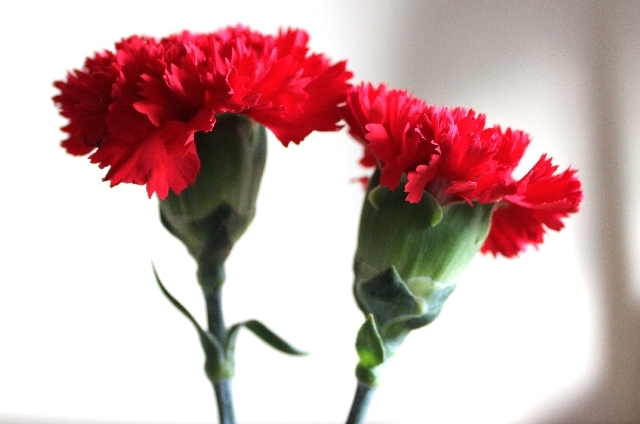 カーネーション(赤)(5月14日の誕生花)