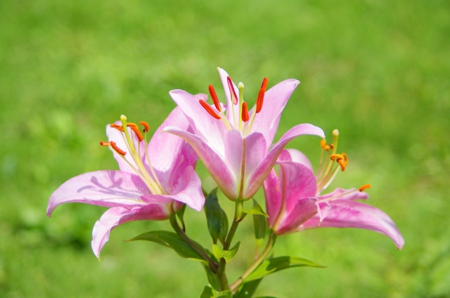 オリエンタルリリー（赤）(5月15日の誕生花)