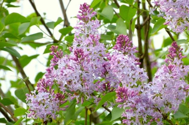 ライラック(5月16日の誕生花)