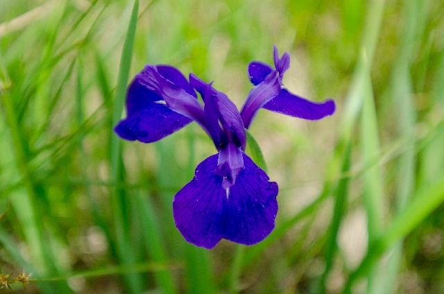 カキツバタ(5月18日の誕生花)