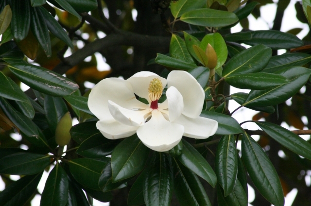 タイサンボク(5月19日の誕生花)