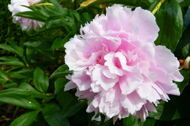 シャクヤク(5月20日の誕生花)