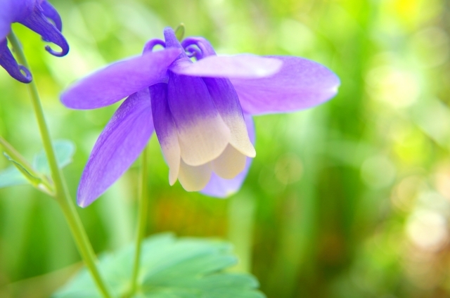 オダマキ(5月22日の誕生花)