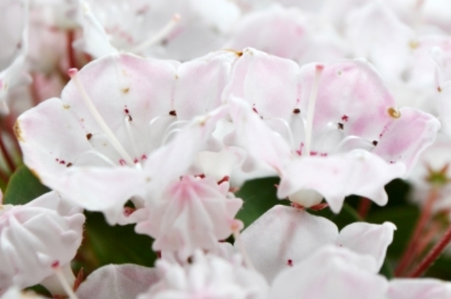 カルミア(5月23日の誕生花)