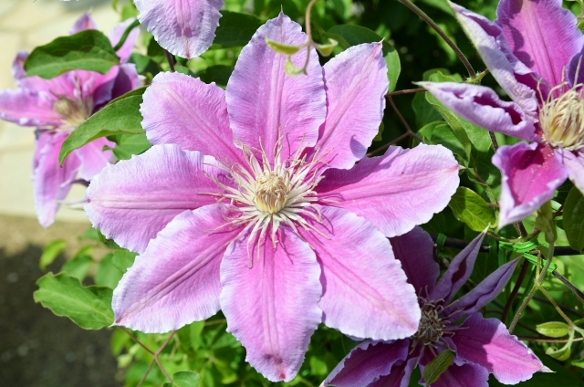 クレマチス(5月25日の誕生花)