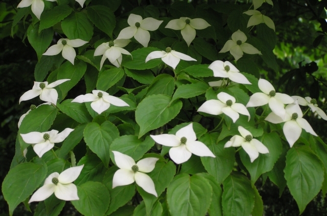 ヤマボウシ(5月26日の誕生花)