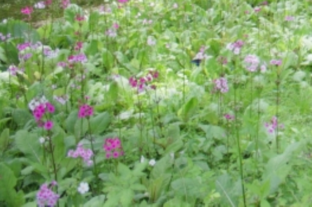 クリンソウ(5月27日の誕生花)