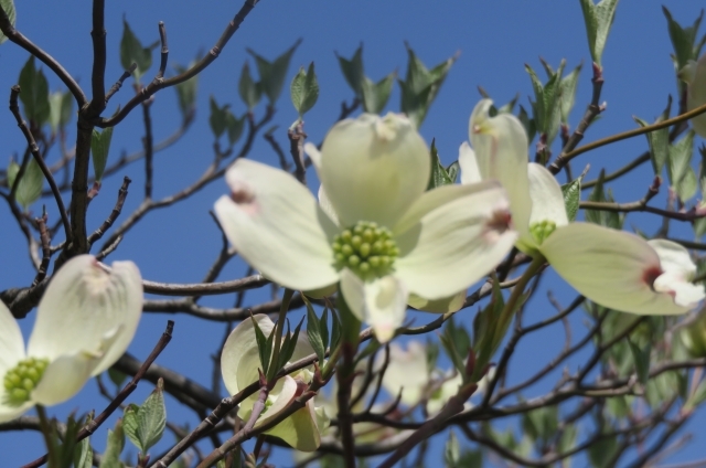 ハナミズキ(5月31日の誕生花)