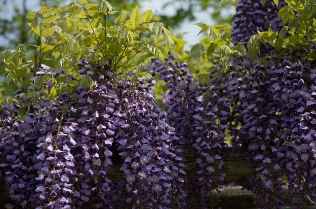 フジ（ノダフジ）(5月4日の誕生花)