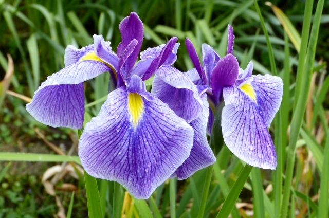 ハナショウブ(5月5日の誕生花)