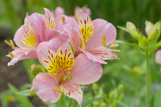 アルストロメリア(5月7日の誕生花)