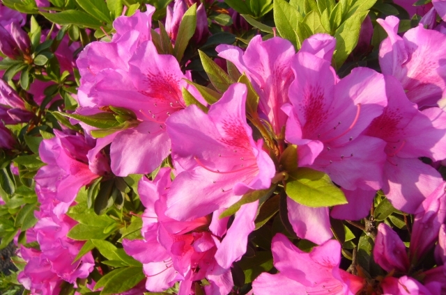 サツキ(5月8日の誕生花)