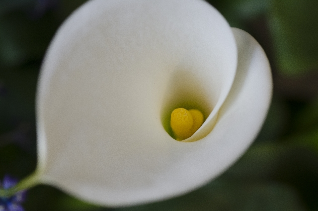 カラー(6月1日の誕生花)