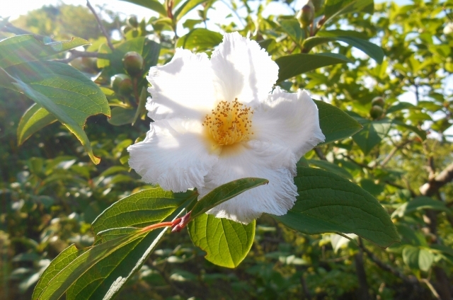 ナツツバキ(6月10日の誕生花)