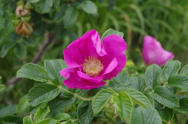 ハマナス(6月13日の誕生花)