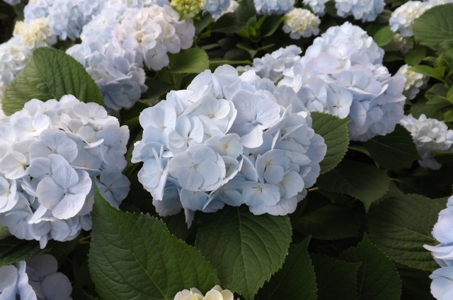 アジサイ(6月14日の誕生花)