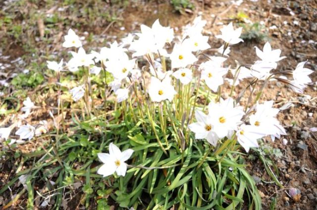 セイロンライティア(6月15日の誕生花)