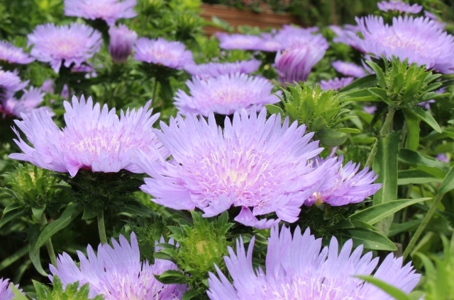 ストケシア(6月23日の誕生花)