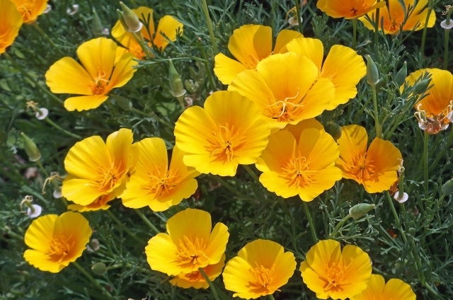 カリフォルニアポピー(6月24日の誕生花)