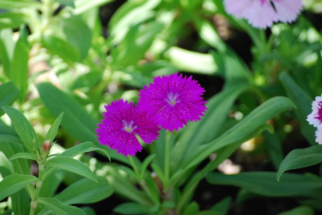 ダイアンサス(6月25日の誕生花)