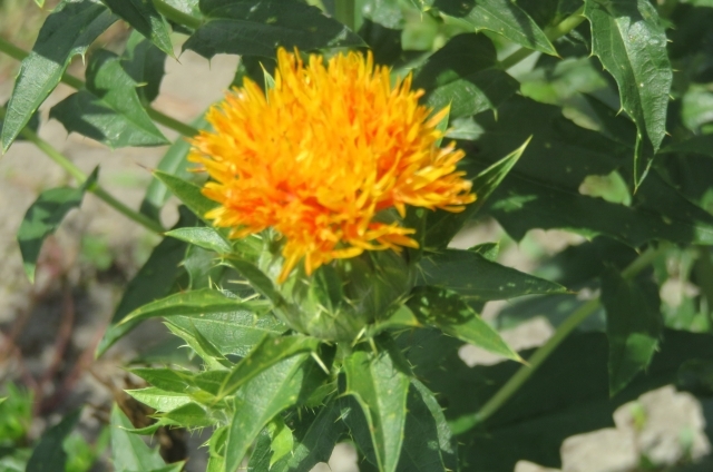 ベニバナ(6月27日の誕生花)