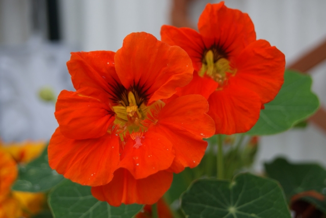 ナスタチウム(6月29日の誕生花)