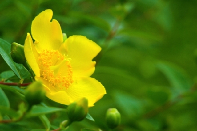 キンシバイ(6月30日の誕生花)