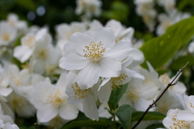 ウツギ(6月4日の誕生花)