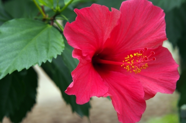 ハイビスカス(6月7日の誕生花)