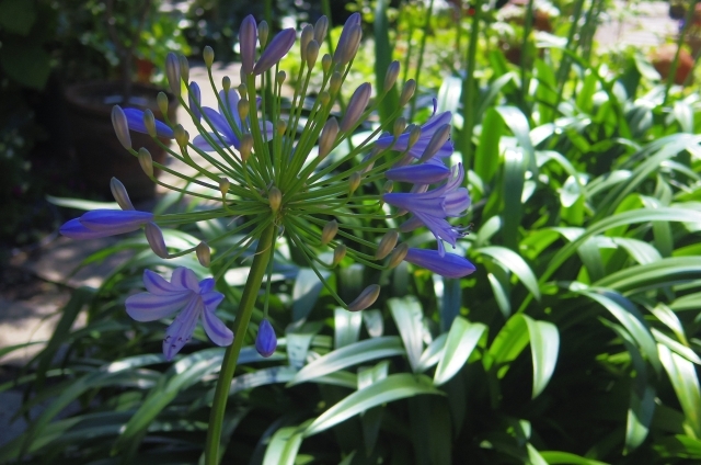 アガパンサス(6月8日の誕生花)