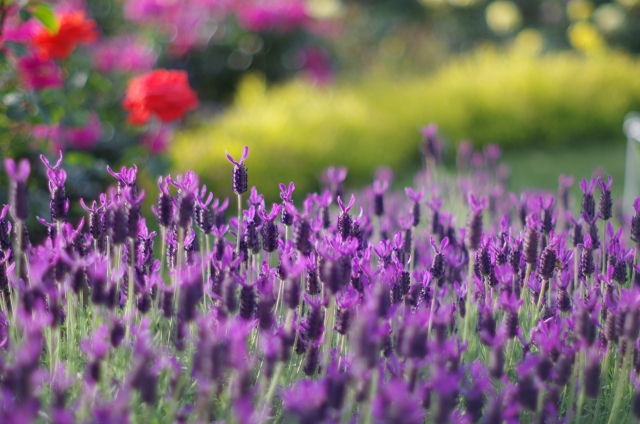 フレンチラベンダー(6月9日の誕生花)