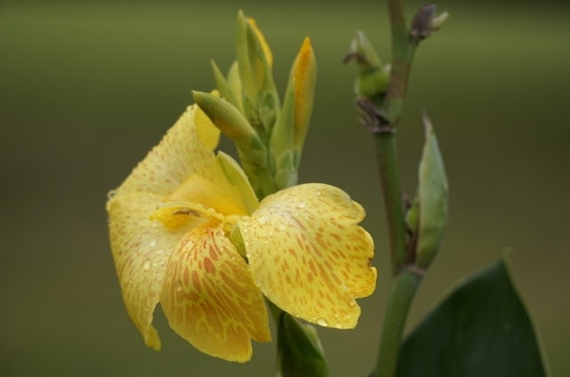 カンナ(8月10日の誕生花)