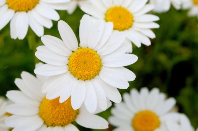 カモミール(8月11日の誕生花)