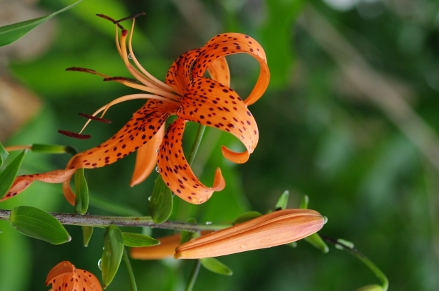 オニユリ(8月13日の誕生花)