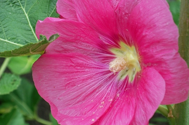 タチアオイ(8月14日の誕生花)