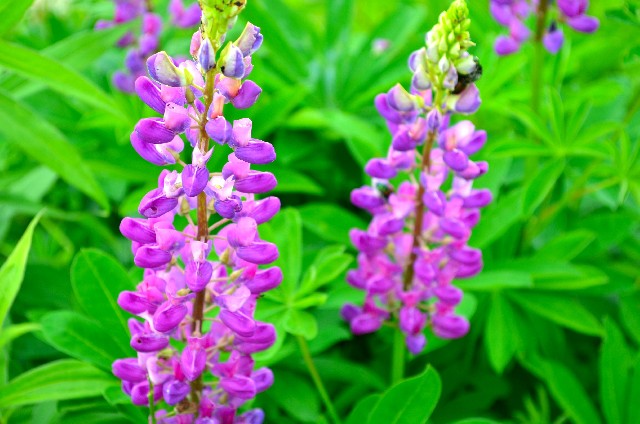 サルビア(8月16日の誕生花)