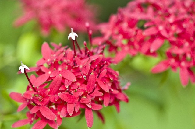 サンタンカ(8月17日の誕生花)