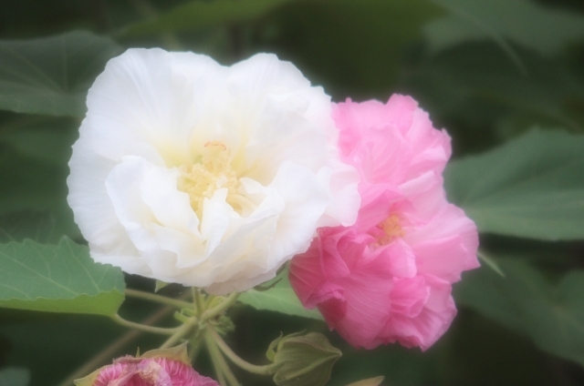 スイフヨウ(8月21日の誕生花)