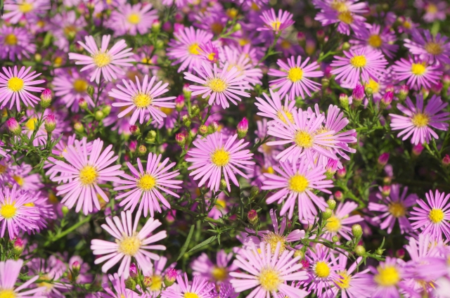 クジャクアスター(8月22日の誕生花)