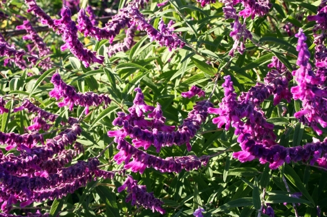 アメジストセージ(8月24日の誕生花)