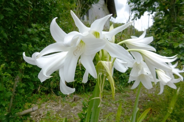 ハマユウ(8月25日の誕生花)