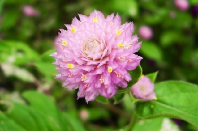 センニチコウ(8月26日の誕生花)