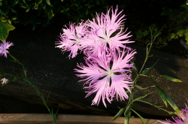 ナデシコ(8月29日の誕生花)