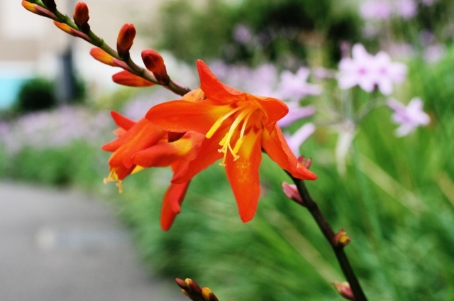 ヒメヒオウギズイセン(8月31日の誕生花)