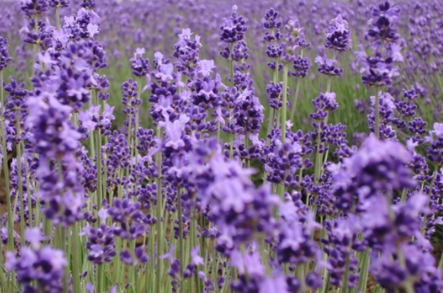 イングリッシュラベンダー(8月8日の誕生花)